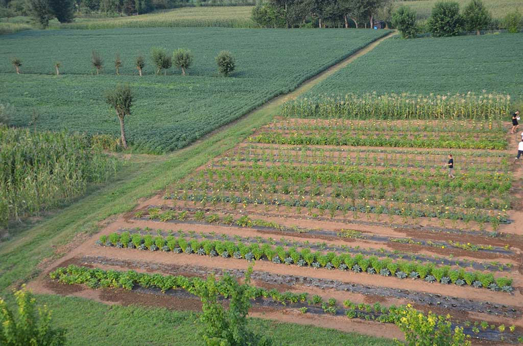 2015 - L'orto aziendale